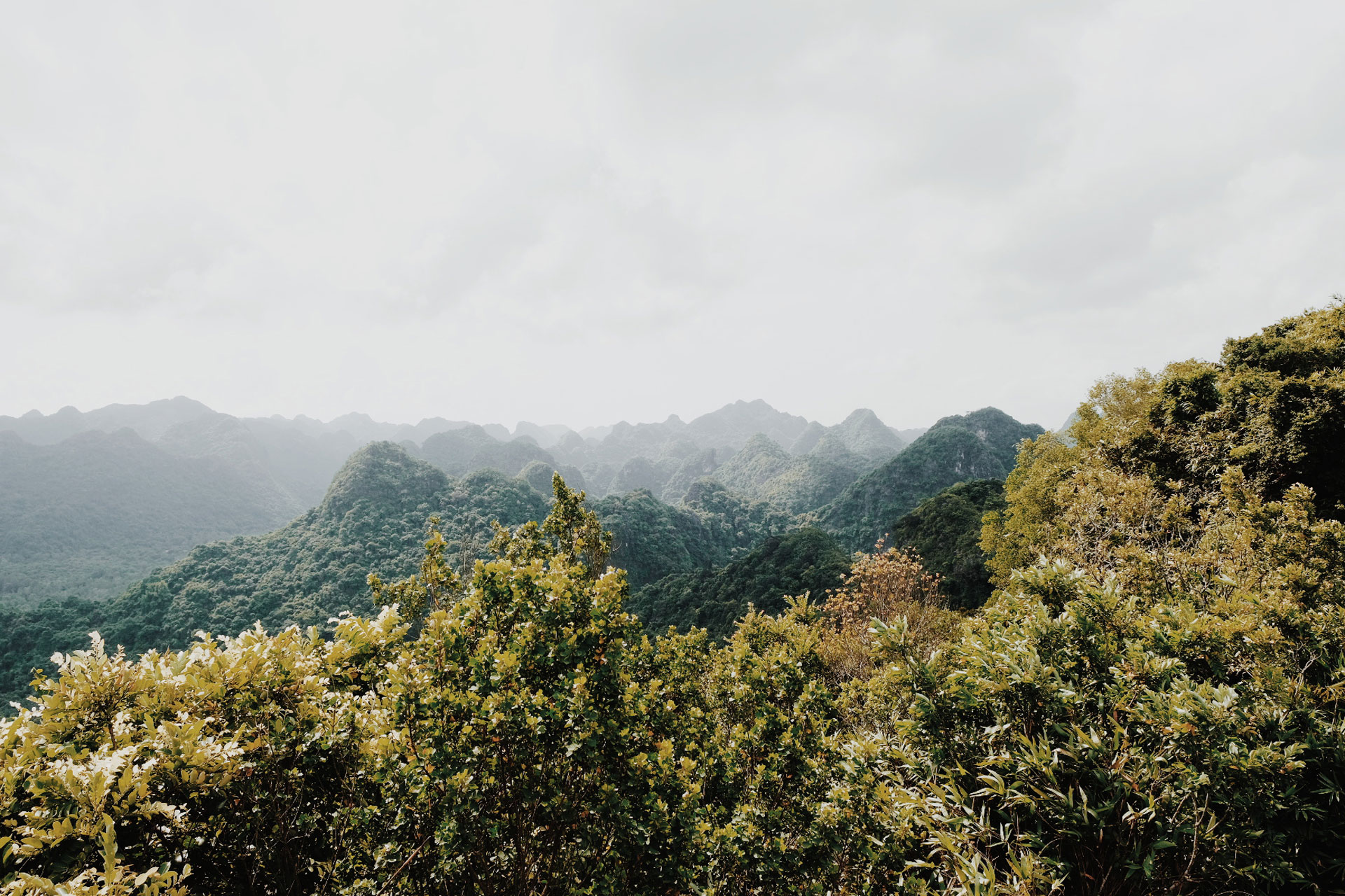 Hintergrundbild - Natur und Wald von oben